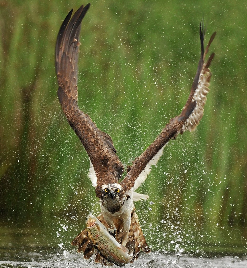 Ung bien khoe dang cuc ngau khi san giet ca-Hinh-2