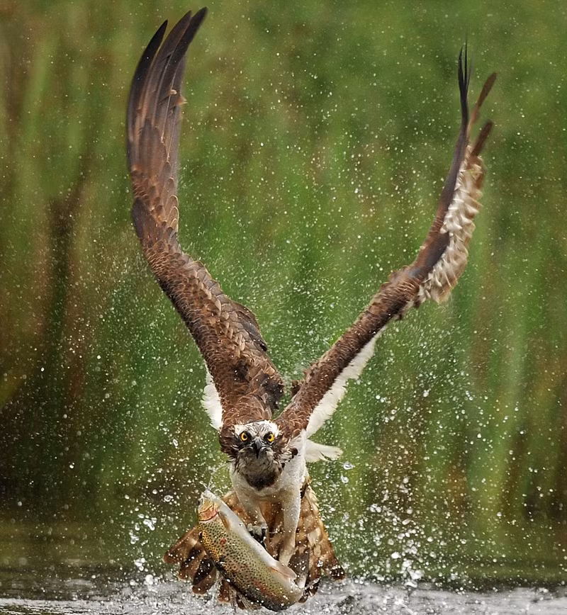 Ung bien khoe dang cuc ngau khi san giet ca-Hinh-2
