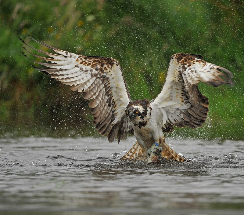 Ung bien khoe dang cuc ngau khi san giet ca