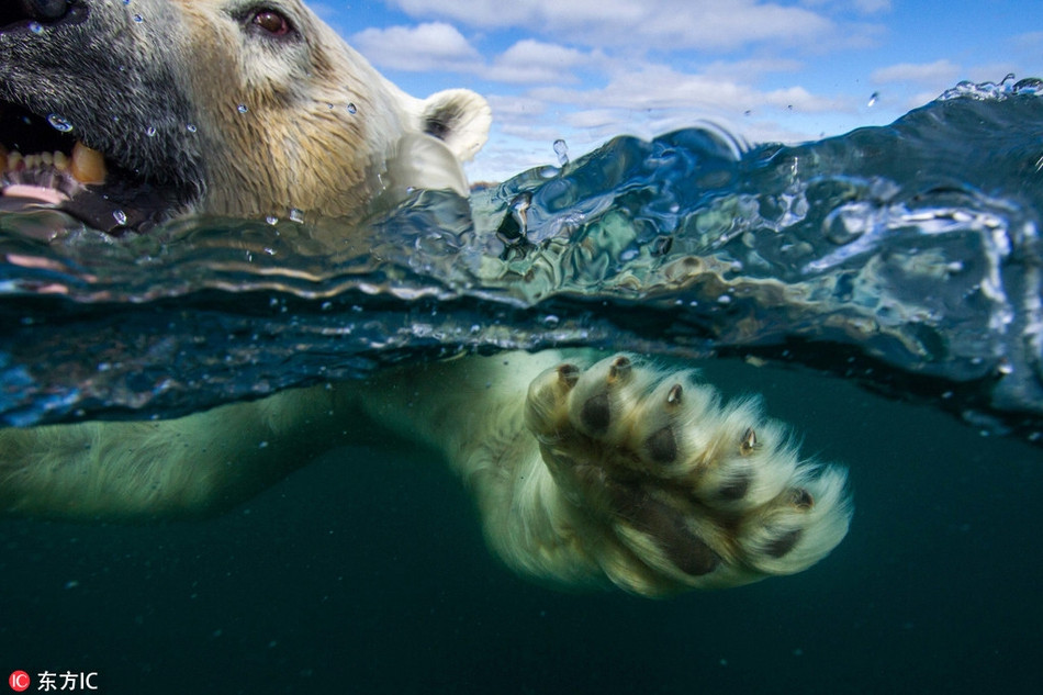 Paul Souders đã mạo hiểm tiếp cận gấu Bắc cực ở khoảng cách cực gần để chụp được những bức ảnh độc đáo thế này.