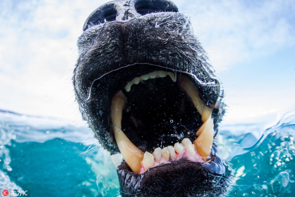 Có những thời điểm, Paul Souders đã gặp nguy hiểm khi tiếp xúc với một con gấu Bắc cực thiếu kiên nhẫn. Nó há rộng miệng và hét lên, lao trực tiếp về phía máy ảnh của nhiếp ảnh gia người Mỹ. May mắn thay, nhiếp ảnh gia không hề hấn gì sau vụ tấn công.