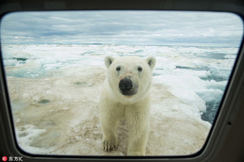 Gấu Bắc cực hiếu kỳ tự mình tiếp cận cabin của nhiếp ảnh gia Paul. Trên sống mũi của nó vẫn còn vương chút máu từ con mồi nó vừa ăn thịt.