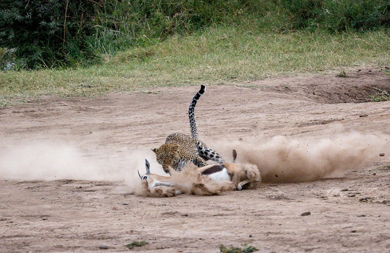 Kich tinh bao hoa mai san giet linh duong voi 3 buoc chay