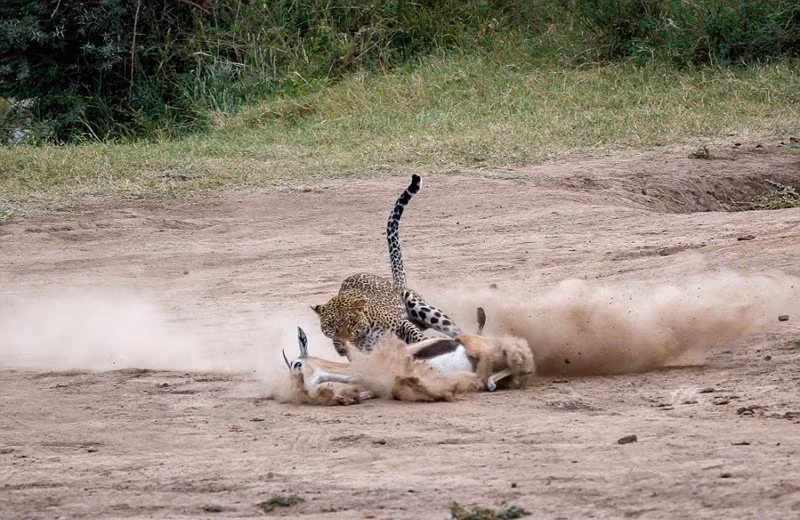Kich tinh bao hoa mai san giet linh duong voi 3 buoc chay