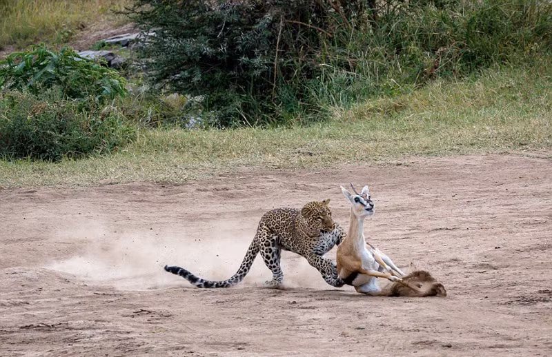 Kich tinh bao hoa mai san giet linh duong voi 3 buoc chay-Hinh-2