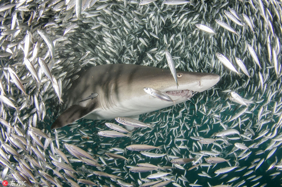 Theo nhiếp ảnh gia Joseph chia sẻ, anh đã rất ngạc nhiên khi lặn xuống nước và chứng kiến tận mắt một màn ngoạn mục dưới đáy đại dương. Vào thời điểm đó, có hàng triệu con cá tụ tập lại và bơi theo một vòng xoáy khổng lồ, tạo thành một đường hầm cá.