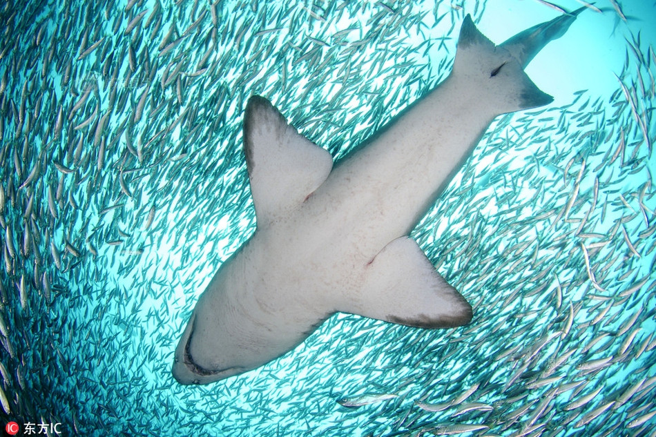 Đây cũng là loài cá mập xếp thứ hai sau loài cá nhám bò về số vụ tấn công con người.