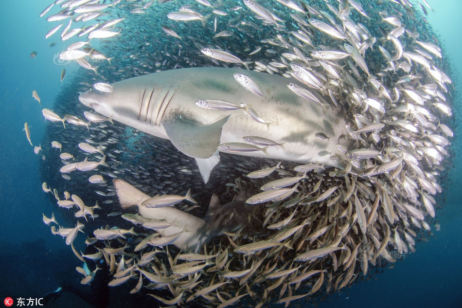 Trong đó, cá mập hổ nổi tiếng là nguy hiểm vì hay tấn công những người đi bơi, thợ lặn và những người lướt ván. Chúng thường được gọi là "hung thần đại dương", "tai họa của những người lướt ván tại Hawaii" và "thùng rác của biển cả".