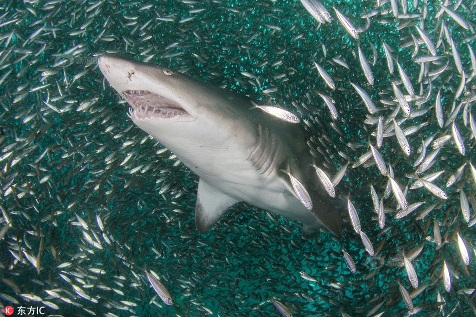 Trong đường hầm đó, một cá mập hổ khổng lồ chậm rãi chuyển động. Trông dáng vẻ của nó chẳng khác nào một vị vua hùng mạnh đang vi hành, tuần tra vương quốc của mình. 