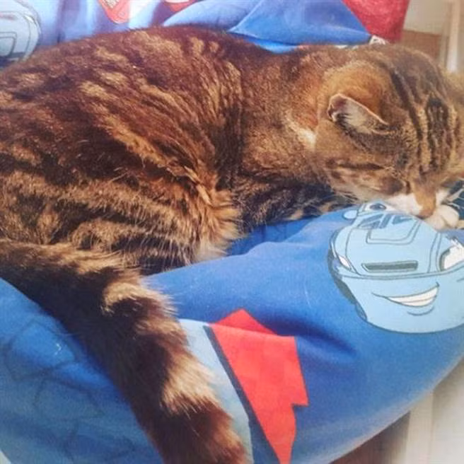 Chu meo di lac 13 nam tim ve nha trut hoi tho cuoi cung-Hinh-2