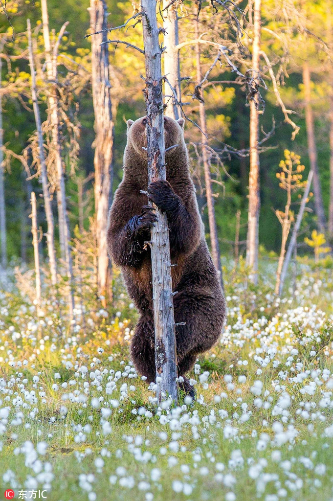 Tư thế hài hước và kỳ quặc của con gấu nâu hoang dã này khiến nó trông giống như một vũ nữ múa cột ngại ngùng.
