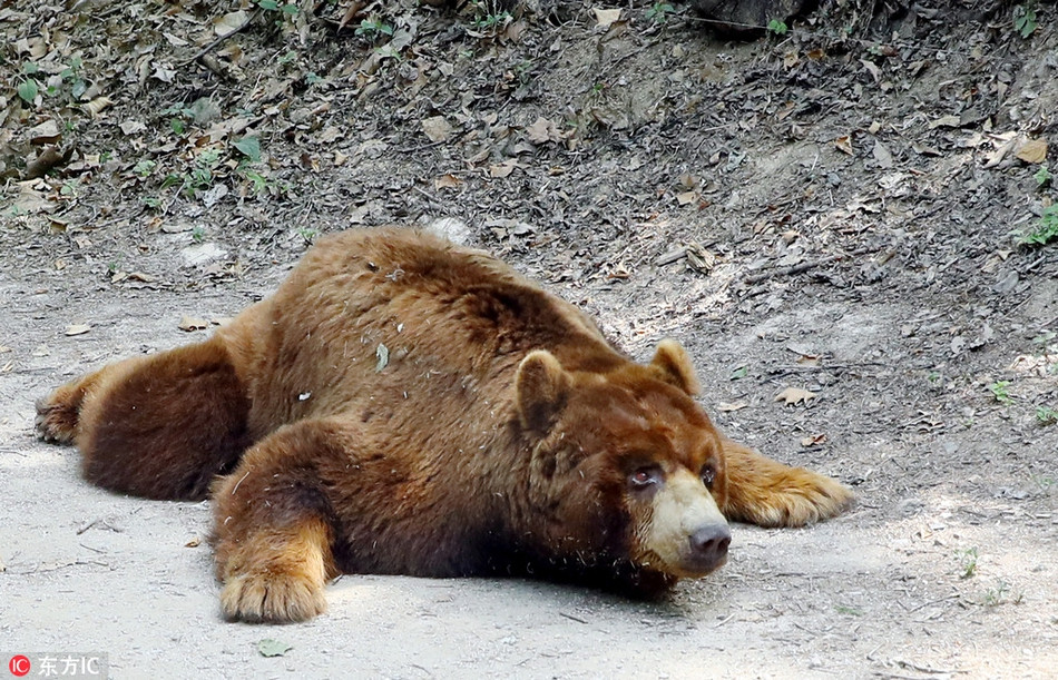 Mặc dù đã nằm trong bóng râm, gấu nâu khổng lồ vẫn không hề thỏa mãn. Khuôn mặt của nó như muốn hờn dỗi cả thế giới.