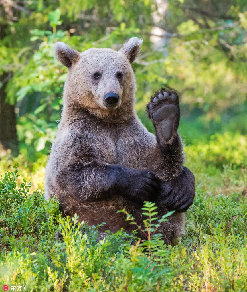 Khi cơn ngứa đến, những con gấu nâu khổng lồ cũng bất chấp tất cả, không cần giữ hình ảnh, chúng có thể ngồi bệt ngay xuống và làm mọi cách để xua tan cơn ngứa ngáy khó chịu.