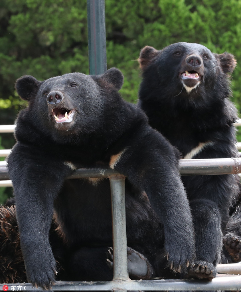 Không rõ có chuyện gì, những con gấu nâu cười vô cùng vui vẻ và sung sướng, khác hẳn với hình ảnh mạnh mẽ, đáng sợ thường ngày.
