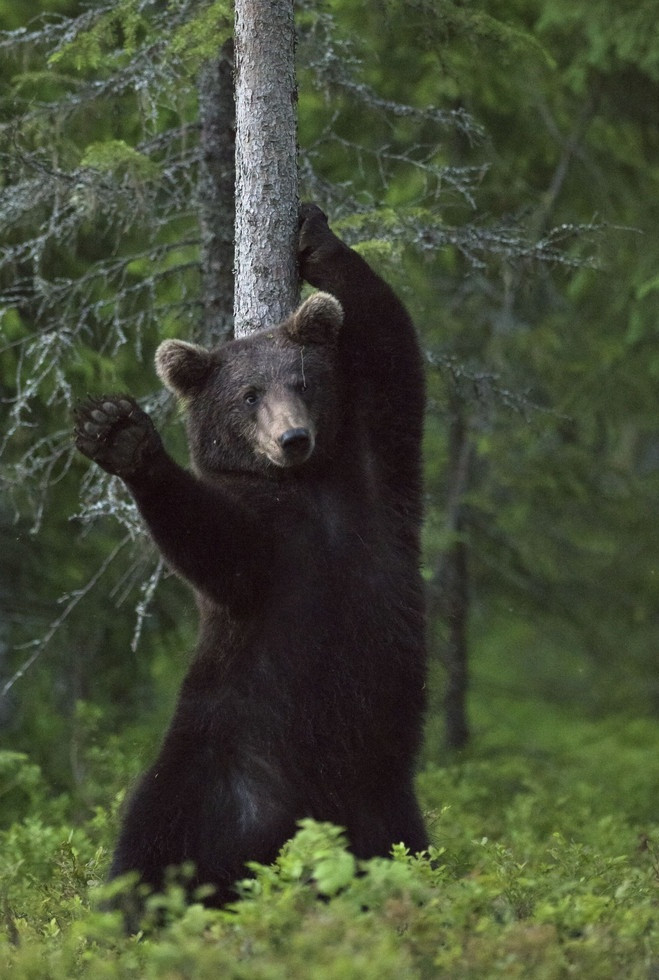 Cũng lại vì cơn ngứa, con gấu khổng lồ này quyết định dựa vào cây để gãi. Tư thế của nó trông giống hệt như đang múa một vũ đạo vô cùng gợi cảm.
