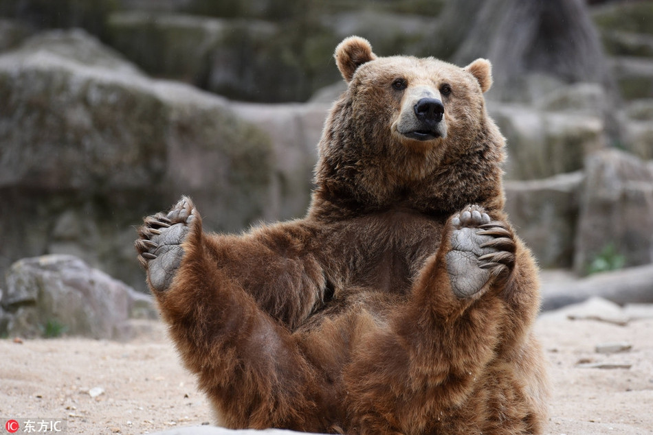 Trong một phút nghịch ngợm, gấu nâu khổng lồ đã bị nhiếp ảnh gia ghi lại hình ảnh xấu hổ của mình.