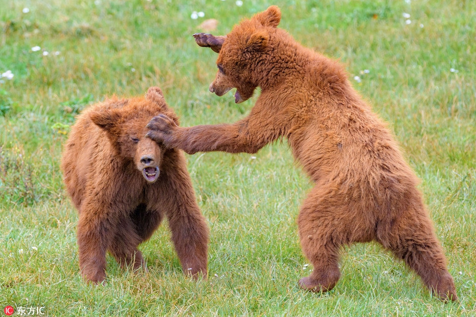 Tranh chấp nhỏ thế nhưng anh em gấu nâu vẫn ẩu đả dữ dội. Khuôn mặt đầy biểu cảm của chúng khiến nhiều người thích thú.