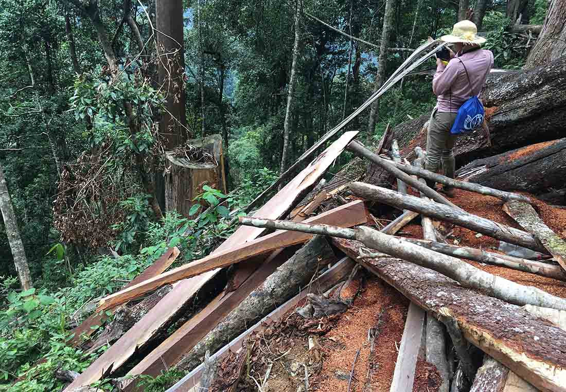 Nghe An thong tin ve rung sa mu tram tuoi tren dinh Phu Lon-Hinh-3