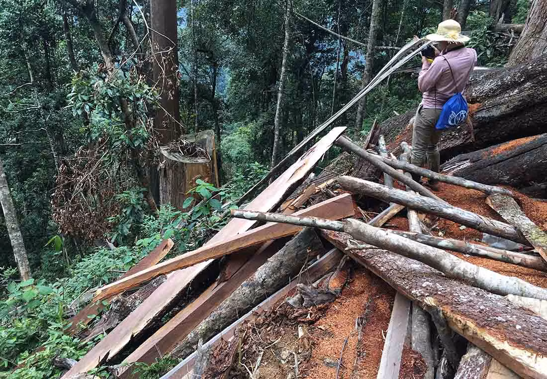 Nghe An thong tin ve rung sa mu tram tuoi tren dinh Phu Lon-Hinh-3