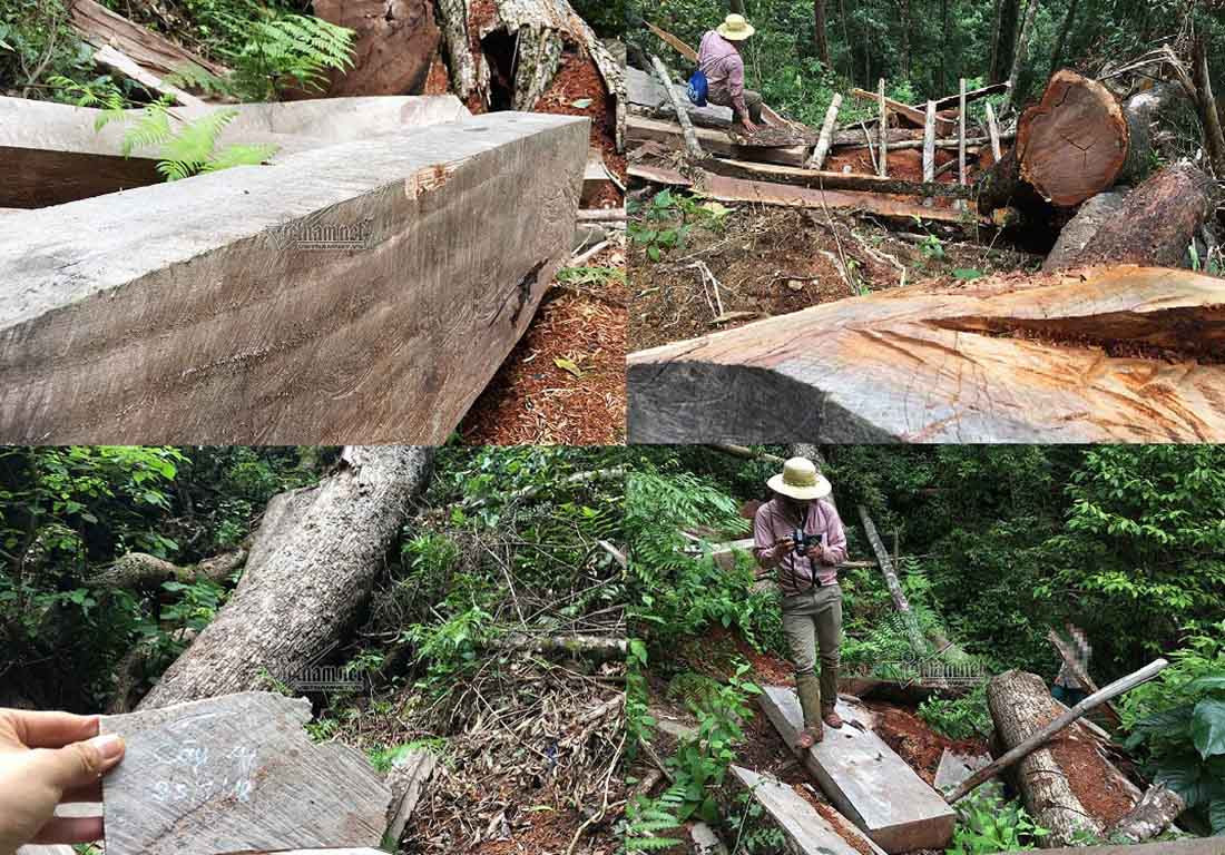 Nghe An thong tin ve rung sa mu tram tuoi tren dinh Phu Lon-Hinh-4