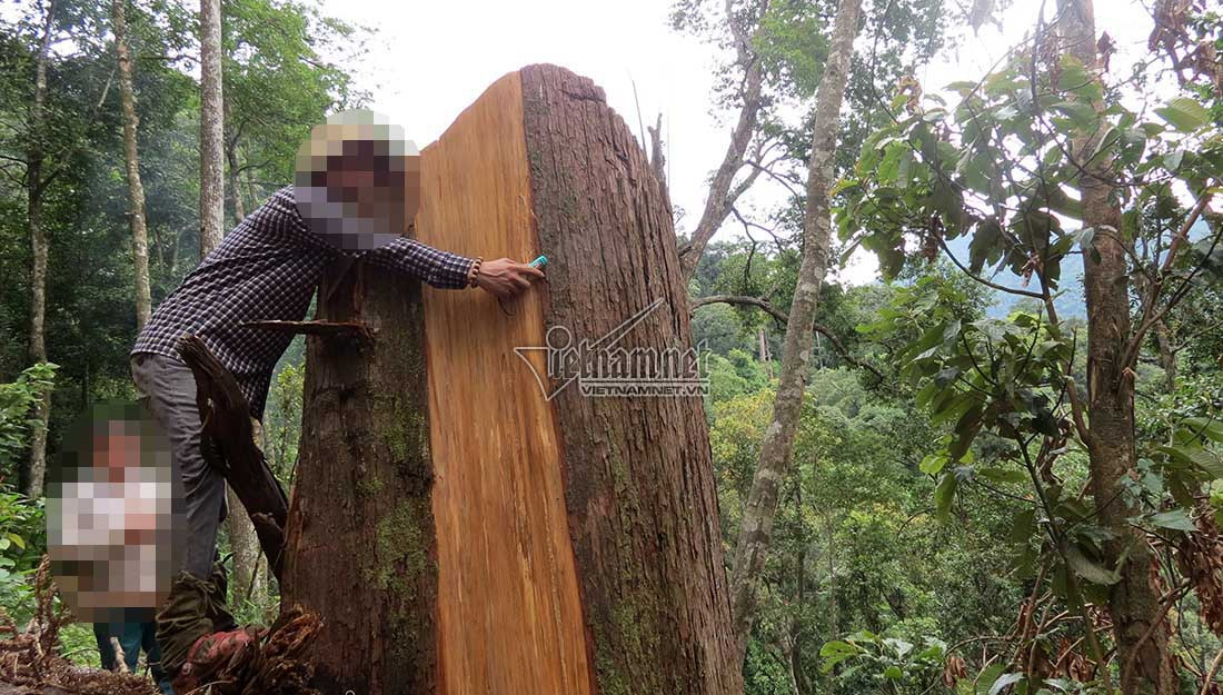 Nghe An thong tin ve rung sa mu tram tuoi tren dinh Phu Lon-Hinh-2