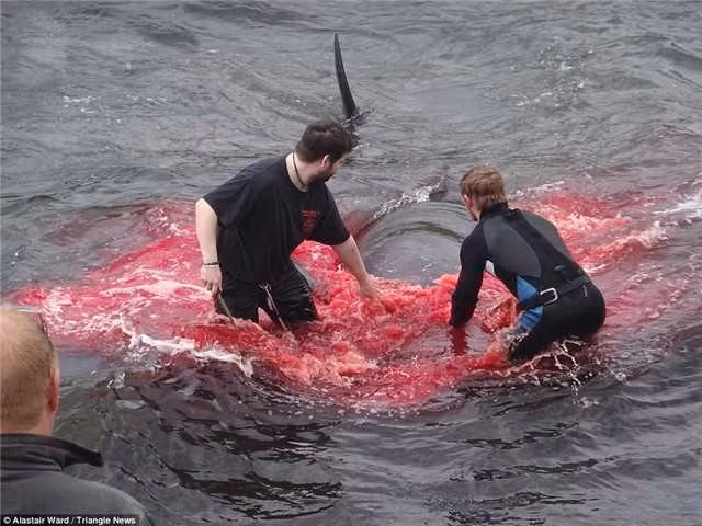 Trong cuộc săn giết cá voi quy mô lớn này, đã có 180 con cá voi bị giết, máu nhuộm đỏ nước biển, khiến nhiều người không khỏi bàng hoàng đau xót.