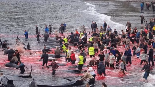 Alastair Ward, 22 tuổi, sinh viên trường ĐH Cambridge, trong chuyến viếng thăm quần đảo này vào tháng rồi đã vô cùng sửng sốt khi thấy cảnh cá voi bị giết hàng loạt.