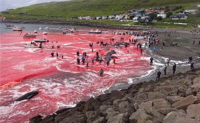 Mới đây, tại quần đảo Faroe, vùng lãnh thổ tự trị thuộc Đan Mạch nằm giữa Anh và Iceland, hoạt động săn cá voi thường niên đã được tiến hành.