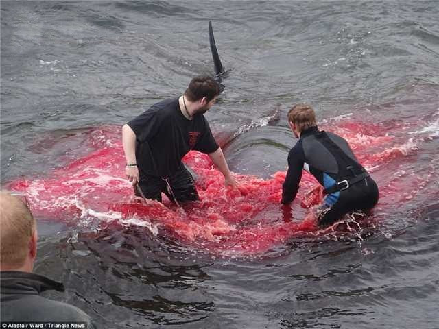 Trong cuộc săn giết cá voi quy mô lớn này, đã có 180 con cá voi bị giết, máu nhuộm đỏ nước biển, khiến nhiều người không khỏi bàng hoàng đau xót.