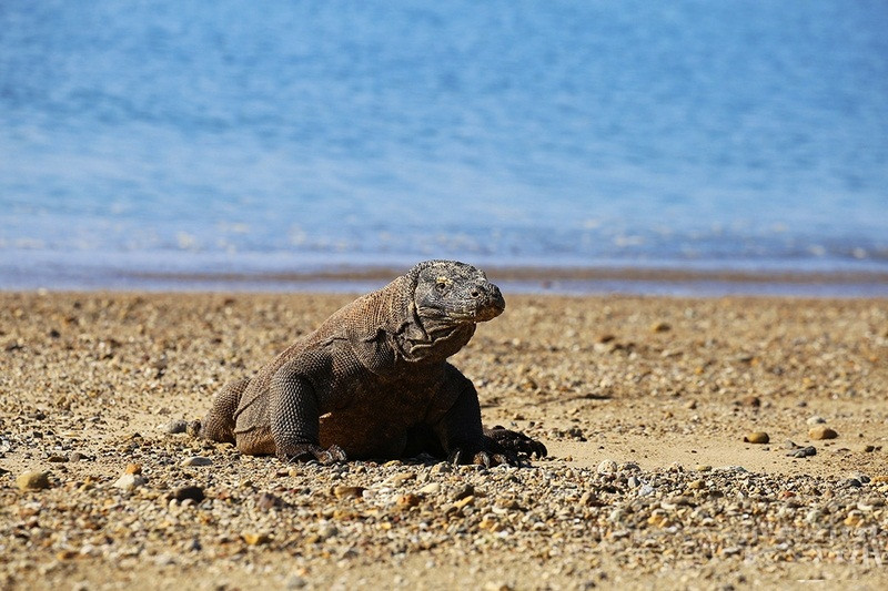 Chúng sỡ hữu một hệ tiêu hóa tuyệt vời, có thể ăn liền một lúc được lượng thức ăn bằng 80% trọng lượng cơ thể. Điều này có nghĩa rằng, một con rồng Komodo nặng 100 kg có thể ăn 80 kg thịt. Thú vị là, dù không có răng như cá sấu hay các loài săn mồi đỉnh cao khác như sư tử và hổ nhưng rồng Komodo có thể dễ dàng xé nát cả một con trâu trong vài giờ đồng hồ.