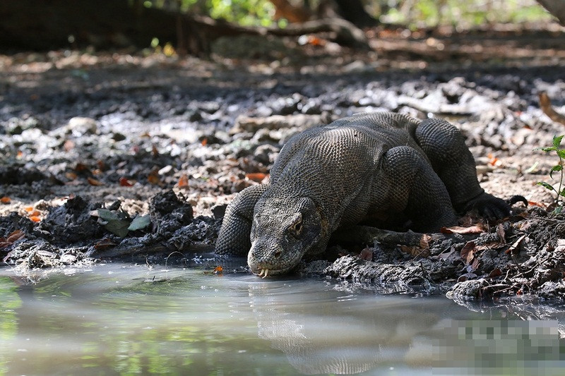 Hơn nữa, rồng Komodo có thể ăn mọi thứ, từ lông, da, thịt, xương, cho đến móng. Lý do là chúng có chứa những dịch tiêu hóa giống như loài rắn để tiêu thụ được cả những thứ cứng chắc như xương.