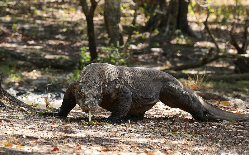 Các nghiên cứu gần đây cho thấy rồng Komodo có thể xem như một quần thể còn sót của một loài kỳ đà rất lớn từng sống tại Indonesia và Australia, cùng với các động vật lớn, tuyệt chủng sau Pleistocene.