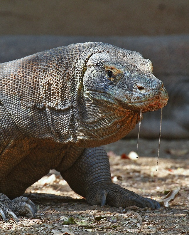 Nhờ kích thước lớn, loài thằn lằn khổng lồ này chiếm giữ hệ sinh thái mà chúng sống. Sở hữu hai tuyến nọc độc ở hàm dưới tiết ra nhiều loại protein độc. những con rồng Komodo săn mồi khá dễ sàng. Thực đơn của chúng là các loài động vật không xương sống, chim, và động vật có vú.