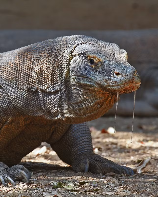 Nhờ kích thước lớn, loài thằn lằn khổng lồ này chiếm giữ hệ sinh thái mà chúng sống. Sở hữu hai tuyến nọc độc ở hàm dưới tiết ra nhiều loại protein độc. những con rồng Komodo săn mồi khá dễ sàng. Thực đơn của chúng là các loài động vật không xương sống, chim, và động vật có vú.