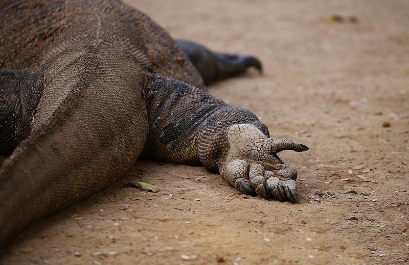 Theo thống kê, Indonesia hiện còn khoảng 3.500 cá thể rồng Komodo trong đó chỉ có khoảng 350 cá thể rồng cái.