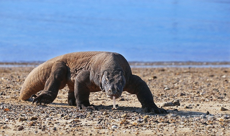 Rồng Komodo, tên khoa học là Varanus komodoensis, là loài thằn lằn lớn nhất trên thế giới hiện nay, với chiều dài trung bình từ 2-3m. Vì các đặc điểm sinh học chỉ cho phép những con rồng Komodo sinh sống tại Indonesia, các nhà nghiên cứu không thể tìm ra loài động vật này ở bất cứ nơi nào khác trên Trái đất.