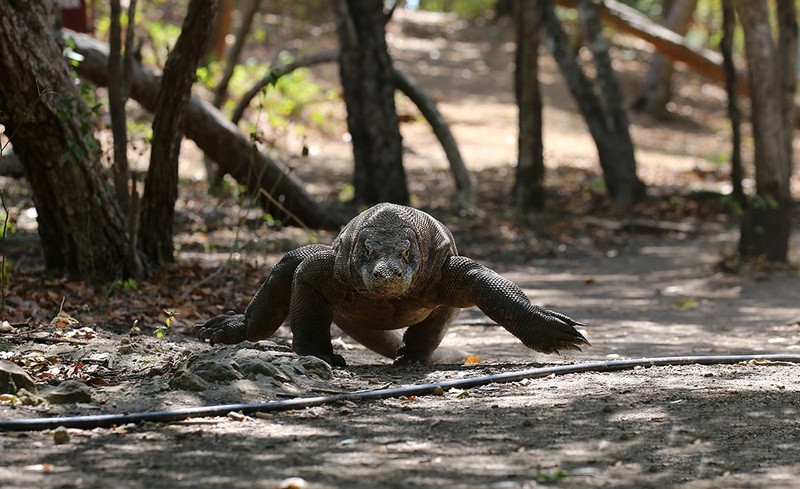 Rồng Komodo cũng có thể thích hợp ở nhiều môi trường khác nhau trên đảo. Chúng có khả năng lặn sâu 5m dưới mặt nước để mò cá, nhưng cũng có thể leo trèo như thằn lằn trên cây.