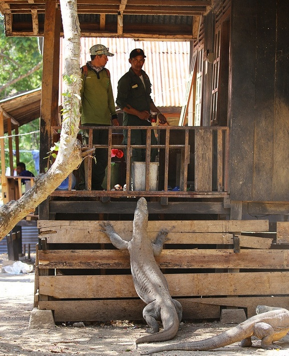Được biết, mặc dù rồng Komodo được bảo vệ nghiêm ngặt, song tình trạng thu hẹp môi trường sống do con người lấn chiếm cùng những tác động thiên nhiên của núi lửa, lượng rồng cái ít ỏi, nên loài này có nguy cơ tuyệt chủng rất cao.