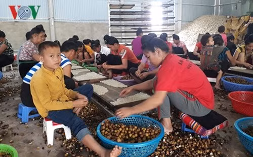 Gia nhan Song Ma giam chi con 7.000 dong/kg