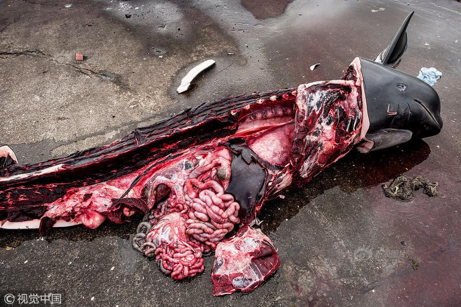 Tất cả số thịt và mỡ cá voi sẽ được chia đều cho những cư dân địa phương sống trên đảo. Phần nội tạng thường bị bỏ lại và vứt đi cùng với khung xương khổng lồ của cá voi.