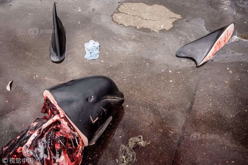 Chính quyền Faroe khẳng định việc lấy thịt và mỡ cá voi giúp người dân địa phương có thể sinh sống tự túc thay vì phải nhập nguồn đạm mà mỡ từ khu vực khác.