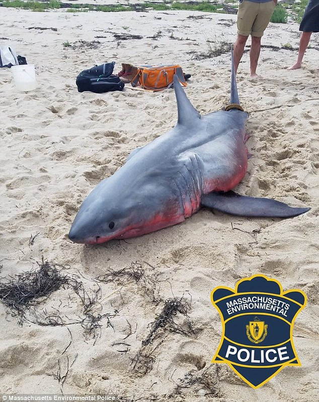 Ca map trang khong lo chet bi an gay hoang mang-Hinh-4