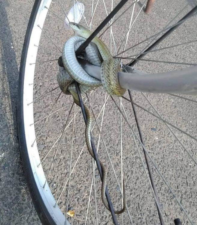 Vo tu dat xe, trai tre soc nang voi “khoa chong trom” kinh di