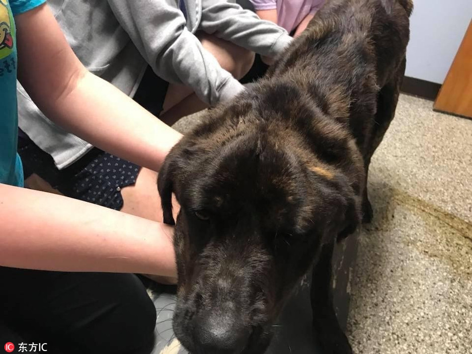 Kinh khiep co gai lam dieu tan doc voi cho cung chi vi...-Hinh-3