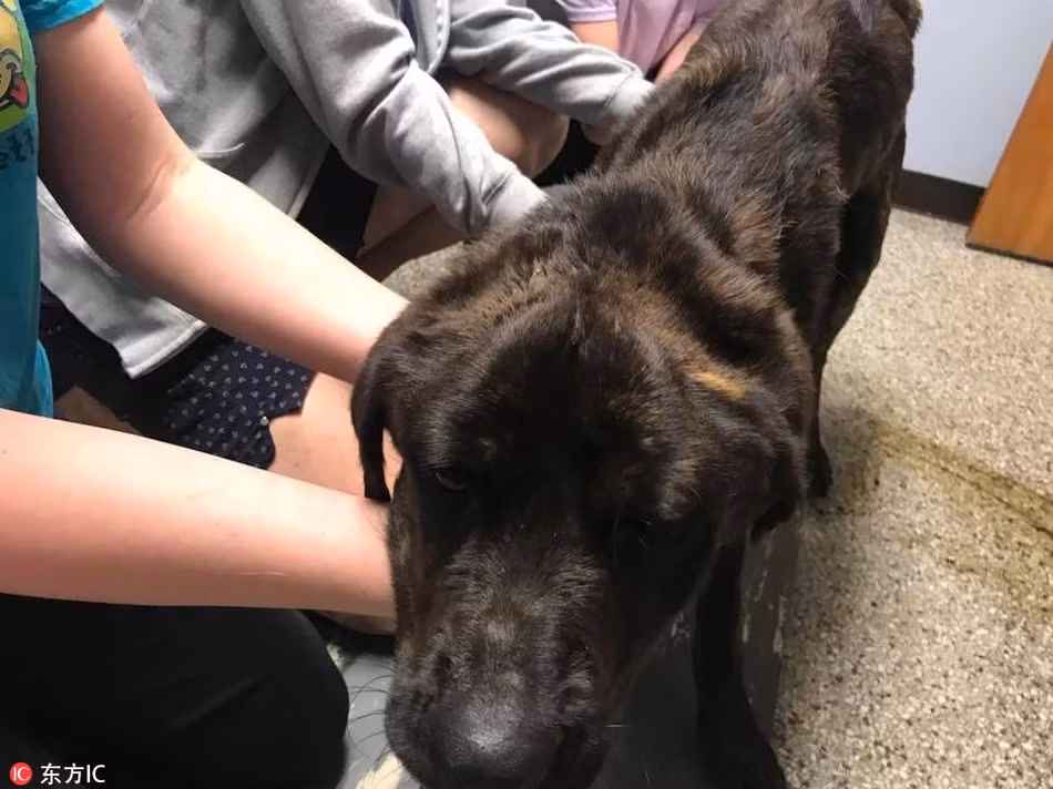 Kinh khiep co gai lam dieu tan doc voi cho cung chi vi...-Hinh-3