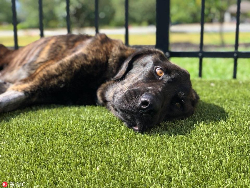 Kinh khiep co gai lam dieu tan doc voi cho cung chi vi...-Hinh-4