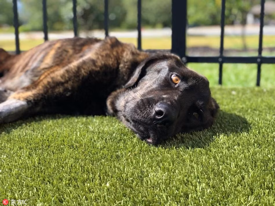 Kinh khiep co gai lam dieu tan doc voi cho cung chi vi...-Hinh-4