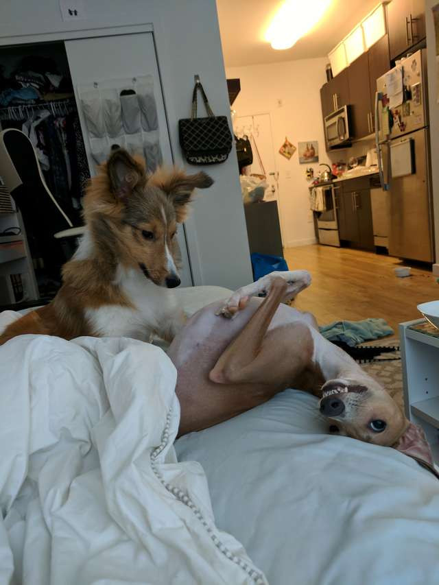 Cho mu khong the ket ban va nguoi anh khac giong tuyet voi-Hinh-3