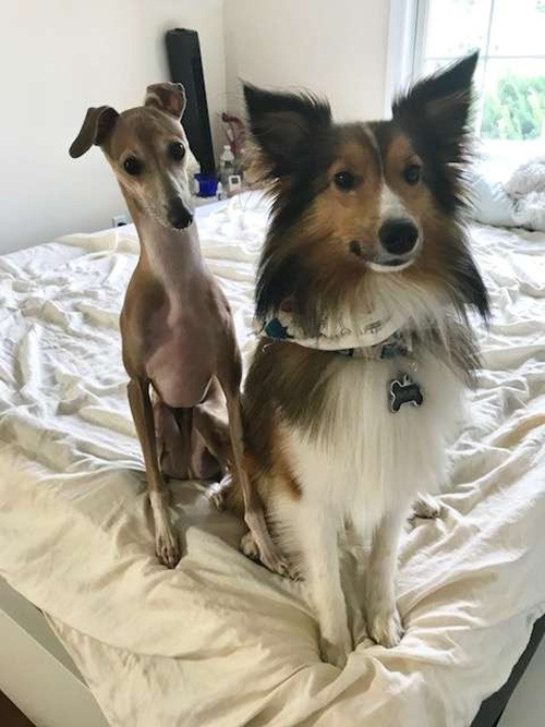 Cho mu khong the ket ban va nguoi anh khac giong tuyet voi-Hinh-4