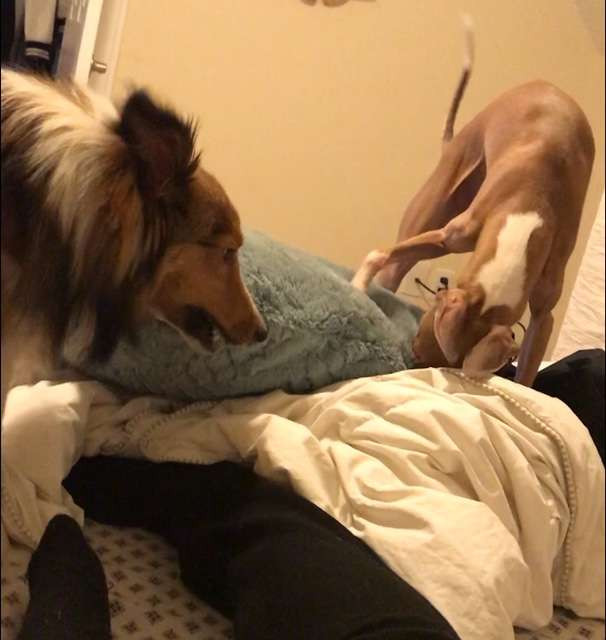 Cho mu khong the ket ban va nguoi anh khac giong tuyet voi-Hinh-5